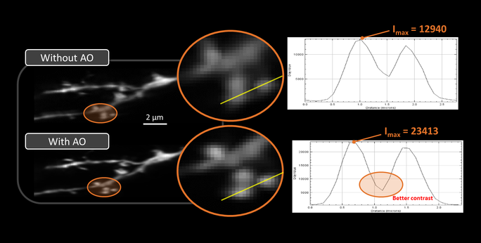 Adaptive Optics boost Lattice Light Sheet Microscope in Premiere