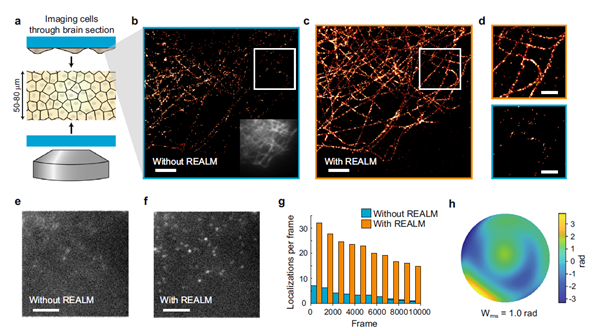 REALM – a new, robust aberration detection & correction method for deep PALM/STORM microscopy