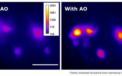Adaptive Optics Light-Sheet Microscopy for functional Neuroimaging