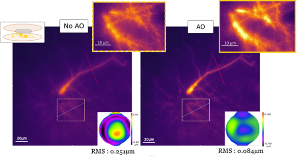 Adaptive Optics for microscopy: a direct wavefront sensing approach is more resilient to scattering.