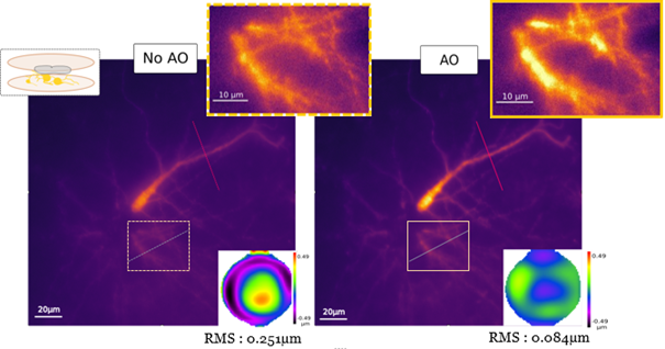 adaptive optics microscopy direct wavefront sensing