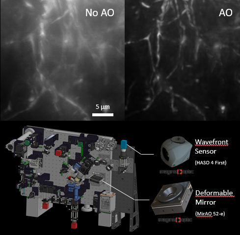 Lattice Light-Sheet with Adaptive Optics: precise and robust aberration correction in thick samples.